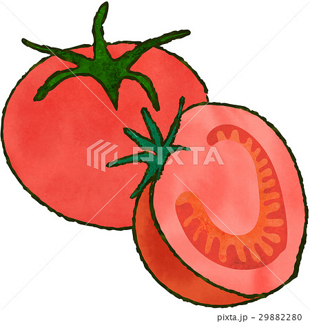 トマト 野菜 輪切り 断面のイラスト素材