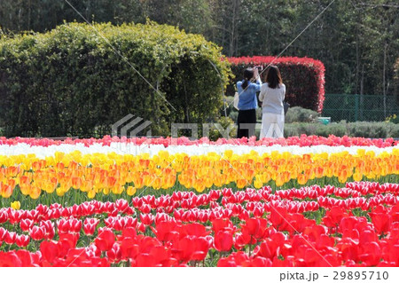 花畑 女性 後ろ姿 自撮りの写真素材