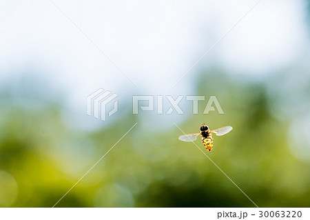 ホバリング 虫の写真素材