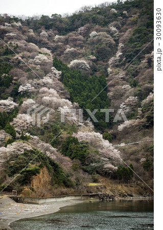 神子の山桜の写真素材