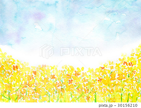 菜の花 なのはな やさしい 葉っぱの写真素材 - PIXTA