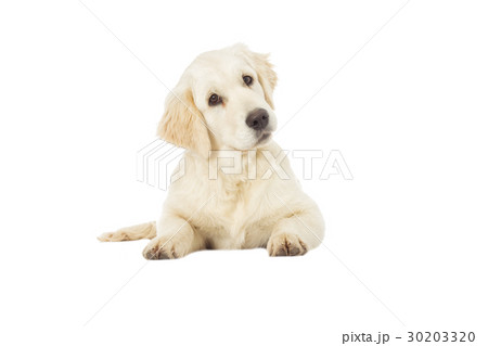 ゴールデンレトリーバー 子犬 可愛いの写真素材