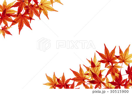 紅葉 切り抜き 透過光 カエデの写真素材