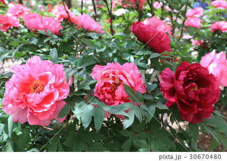 牡丹の花の写真素材