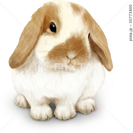 うさぎ 動物 ウサギ リアルのイラスト素材