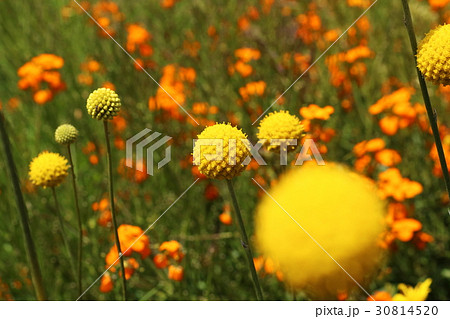 花 黄色い花 丸い花 ゴールドスティックの写真素材