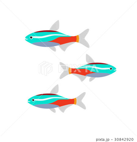 Neon Fish Aquarium Water Animal Nature And Vector Underwater