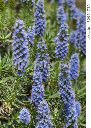 エキウム カンディカンス 花 エキウム ムラサキ科の写真素材