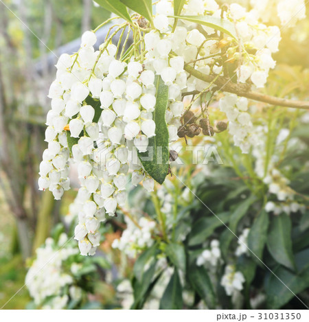 アンドロメダの花の写真素材