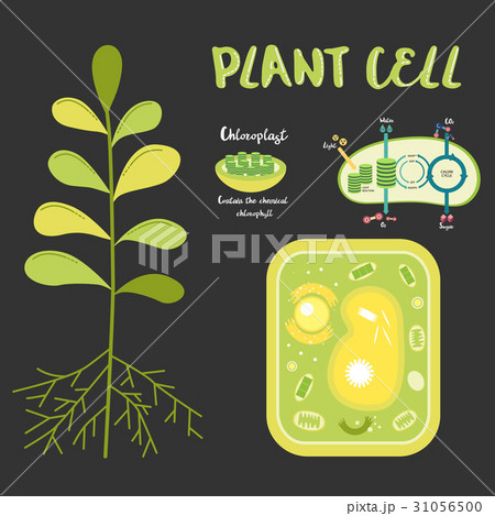 細胞 動物細胞 植物細胞 イラストのイラスト素材