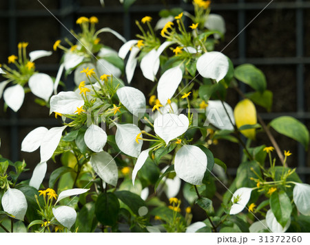 ハンカチの花の写真素材