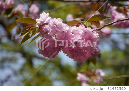 八重桜 倶利伽羅峠 桜 石川県の写真素材 Pixta