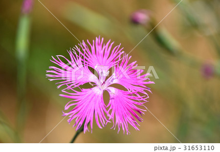 ヤマトナデシコ 大和撫子 花の写真素材