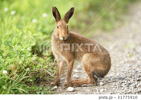 ウサギ エゾユキウサギ 野生 夏毛の写真素材