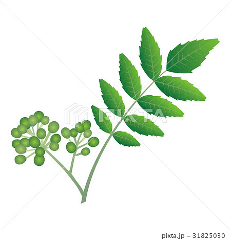 山椒のイラスト素材