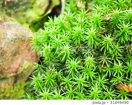 地衣植物