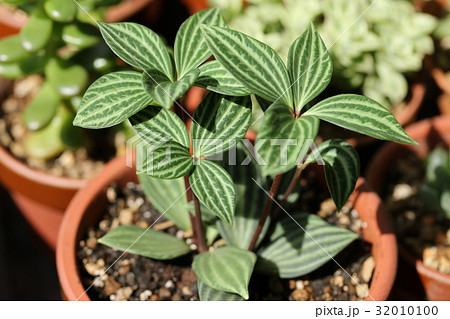 ペペロミア プテオラータの写真素材