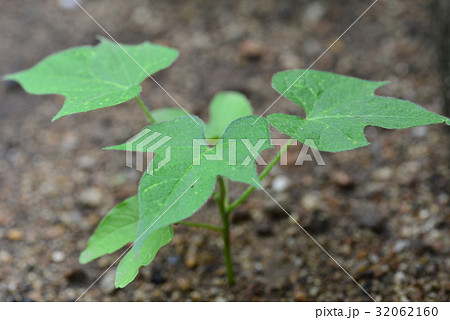 発芽 双葉 本葉 朝顔の写真素材