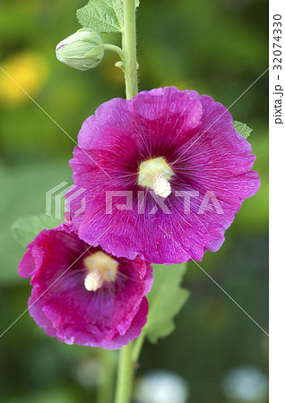 コケコッコ花 多年草 アオイ科 タチアオイの写真素材