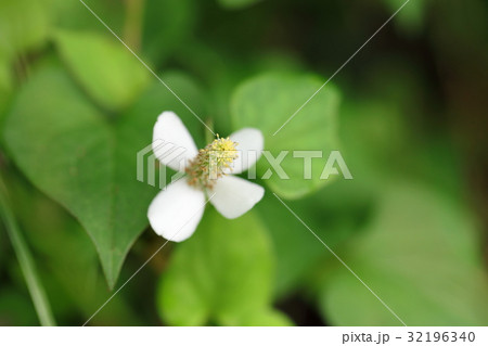 ドクダミ 花 どくだみ 毒溜の写真素材