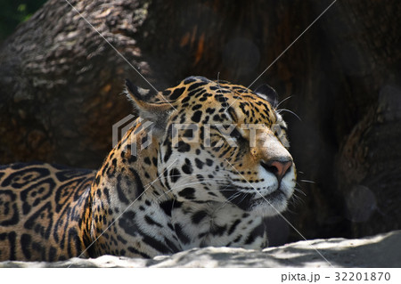 ジャガー アップ 動物 顔の写真素材