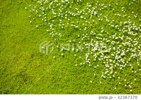 モフリッチの写真素材