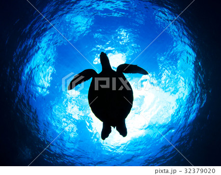 ウミガメのシルエットの写真素材