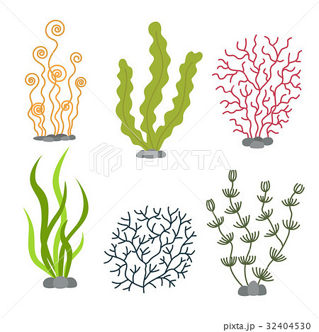 Sea Plants And Aquatic Marine Algae Seaweed Setのイラスト素材
