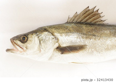 スズキ シーバス 釣り 海水魚の写真素材 - PIXTA