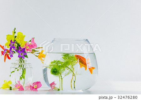 金魚 金魚鉢 花 夏の写真素材