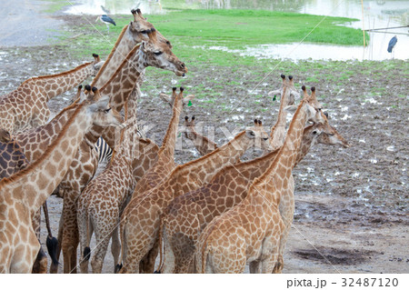 首が長い 動物 身体の写真素材