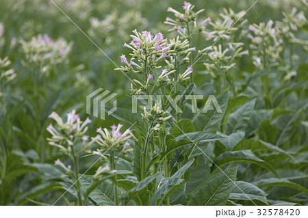 タバコの花の写真素材