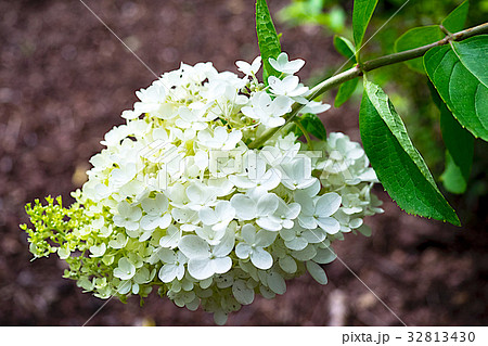 紫陽花 ハイドランジア 水無月 ミナヅキの写真素材