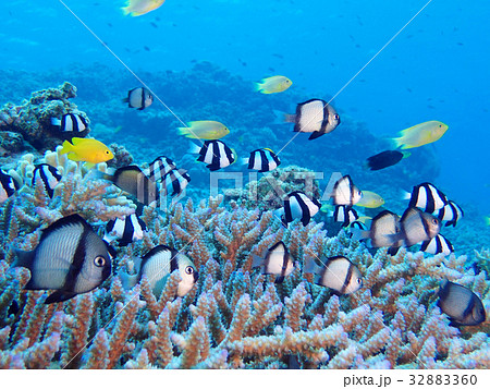 海 青い海 海中 魚の写真素材