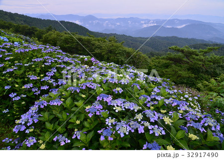 大川原高原 あじさい 霧 佐那河内の写真素材