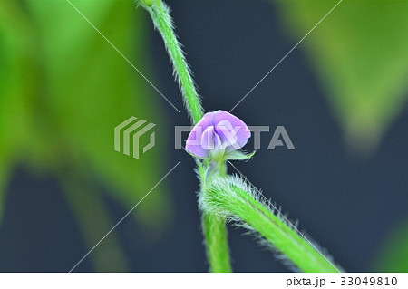 大豆の花の写真素材