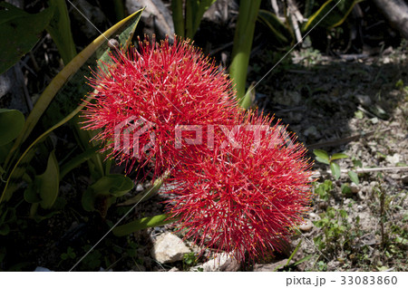 ブラッドリリーの写真素材