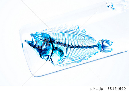 透明骨格標本 魚 透明 骨の写真素材