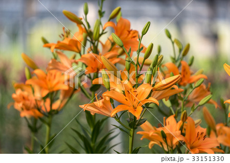 百合 花 ユリ科 オレンジ色の写真素材