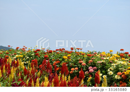 アスター 花畑 花の写真素材