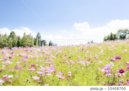 コスモス とんぼ 風景 花畑 かわいいの写真素材