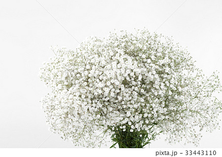 花 ヌキ 切り抜き カスミソウの写真素材