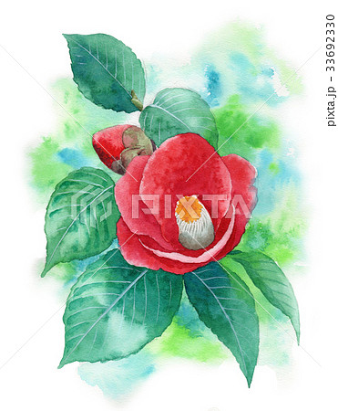 椿 カメリア 蕾 花のイラスト素材