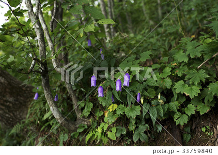 金剛ランタン 花 見よ 野生の花の写真素材