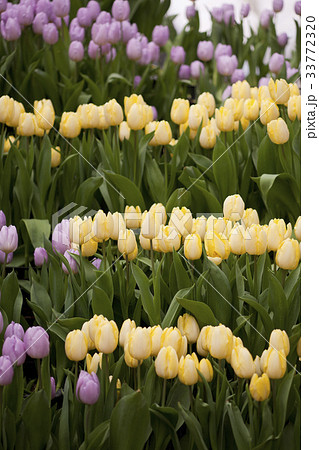 花 チューリップ 植物 韓国の写真素材