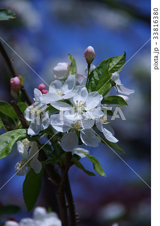 姫りんご 木の写真素材