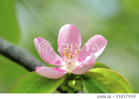 カリンの花の写真素材