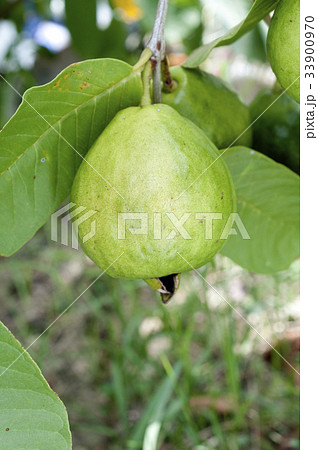 食べ物 果物 グァバ フトモモ科の写真素材