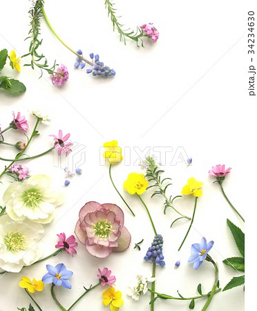 春 花 カラフル 白背景の写真素材