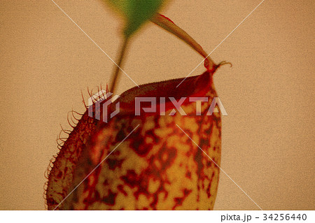 食虫植物のイラスト素材